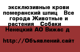 эксклюзивные крови-померанский шпиц - Все города Животные и растения » Собаки   . Ненецкий АО,Вижас д.